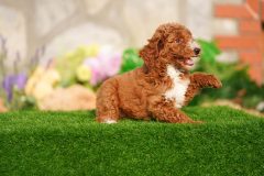 Labradoodle-Famale-Red-Colour-Standart-Size-2-Months-0723-02_07