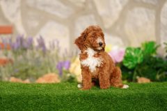 Labradoodle-Famale-Red-Colour-Standart-Size-2-Months-0723-02_08