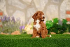 Labradoodle-Famale-Red-Colour-Standart-Size-2-Months-0723-02_09