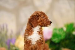 Labradoodle-Famale-Red-Colour-Standart-Size-2-Months-0723-02_10