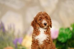 Labradoodle-Famale-Red-Colour-Standart-Size-2-Months-0723-02_11