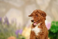 Labradoodle-Famale-Red-Colour-Standart-Size-2-Months-0723-02_12