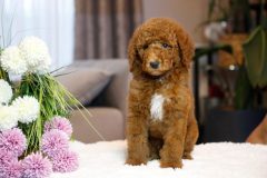Labradoodle-Male-Creami-Colour-0623-1453_01
