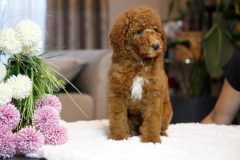 Labradoodle-Male-Creami-Colour-0623-1453_02