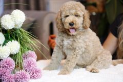 Labradoodle-Male-Creami-Colour-0623-1453_04