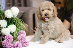 Labradoodle-Male-Creami-Colour-0623-1453_05