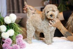 Labradoodle-Male-Creami-Colour-0623-1453_07
