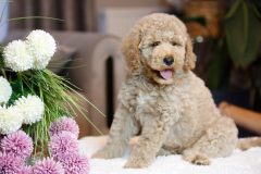 Labradoodle-Male-Creami-Colour-0623-1453_09