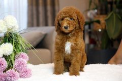 Labradoodle-Male-Creami-Colour-0623-1453_10
