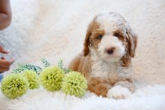 Labradoodle-Male-Particolour-Blue-Eeye-0623-1512_01