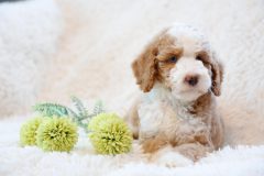 Labradoodle-Male-Particolour-Blue-Eeye-0623-1512_02