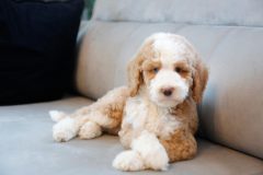 Labradoodle-Male-Particolour-Blue-Eeye-0623-1512_03