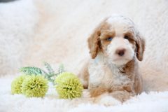 Labradoodle-Male-Particolour-Blue-Eeye-0623-1512_04
