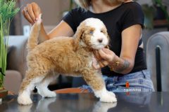 Labradoodle-Male-Particolour-Blue-Eeye-0623-1512_05