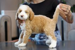 Labradoodle-Male-Particolour-Blue-Eeye-0623-1512_06