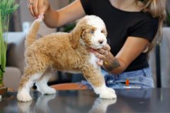 Labradoodle-Male-Particolour-Blue-Eeye-0623-1512_07