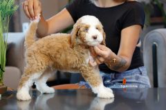 Labradoodle-Male-Particolour-Blue-Eeye-0623-1512_08