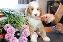 Labradoodle-Male-Particolour-Blue-Eeye-0623-1512_09