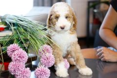 Labradoodle-Male-Particolour-Blue-Eeye-0623-1512_10