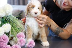 Labradoodle-Male-Particolour-Blue-Eeye-0623-1512_11