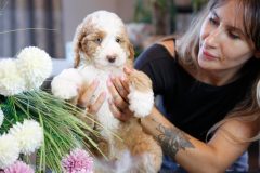 Labradoodle-Male-Particolour-Blue-Eeye-0623-1512_12