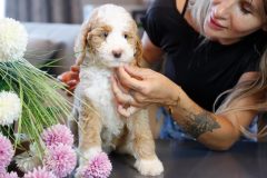 Labradoodle-Male-Particolour-Blue-Eeye-0623-1512_13