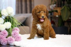 Labradoodle-Male-Red-Brown-Colour-0623-1510_01