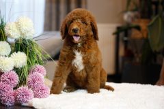 Labradoodle-Male-Red-Brown-Colour-0623-1510_05