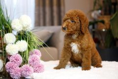 Labradoodle-Male-Red-Brown-Colour-0623-1510_06