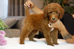 Labradoodle-Male-Red-Brown-Colour-0623-1510_07