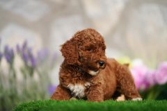 Labradoodle-Male-Red-Brown-Colour-Standart-Size-2-Months-0723-01_01