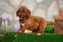 Labradoodle-Male-Red-Brown-Colour-Standart-Size-2-Months-0723-01_02