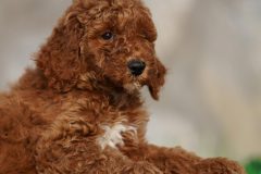 Labradoodle-Male-Red-Brown-Colour-Standart-Size-2-Months-0723-01_03