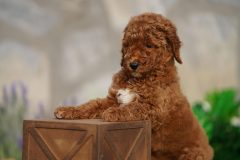 Labradoodle-Male-Red-Brown-Colour-Standart-Size-2-Months-0723-01_04