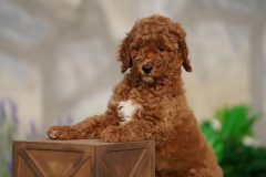 Labradoodle-Male-Red-Brown-Colour-Standart-Size-2-Months-0723-01_05