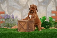 Labradoodle-Male-Red-Brown-Colour-Standart-Size-2-Months-0723-01_06