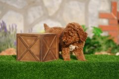 Labradoodle-Male-Red-Brown-Colour-Standart-Size-2-Months-0723-01_07