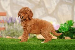 Labradoodle-Male-Red-Brown-Colour-Standart-Size-2-Months-0723-01_09