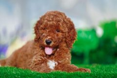 Labradoodle-Male-Red-Brown-Colour-Standart-Size-2-Months-0723-01_10