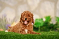 Labradoodle-Male-Red-Brown-Colour-Standart-Size-2-Months-0723-01_11