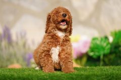 Labradoodle-Male-Red-Brown-Colour-Standart-Size-2-Months-0723-01_12