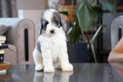 Labradoodle-Male-Silver-Particolour-Blue-Eye-0623-1507_02