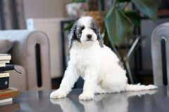 Labradoodle-Male-Silver-Particolour-Blue-Eye-0623-1507_04