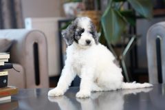 Labradoodle-Male-Silver-Particolour-Blue-Eye-0623-1507_05