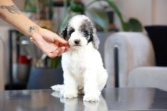 Labradoodle-Male-Silver-Particolour-Blue-Eye-0623-1507_06