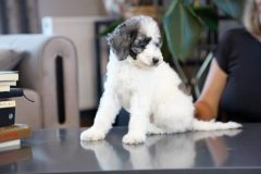 Labradoodle-Male-Silver-Particolour-Blue-Eye-0623-1507_09