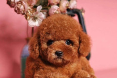lola-red-toy-poodle-2