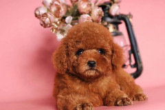 lola-red-toy-poodle-3