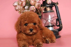 lola-red-toy-poodle