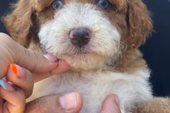mario-bernedoodle-male-mini-size-3-months-red-white-particolour-vaccinated-potty-crate-trained-2